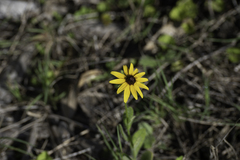 Rudbeckia hirta pulcherrima