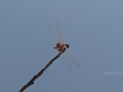 Urothemis assignata