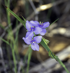 Tradescantia ohiensis