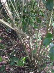 Melicytus ramiflorus