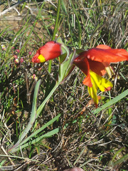 Gladiolus speciosus