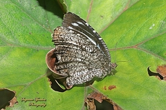 Elymnias nesaea