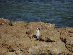 Egretta gularis schistacea