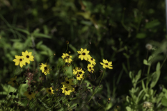 Coreopsis leavenworthii