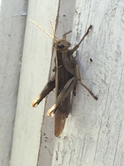 Acanthacris ruficornis