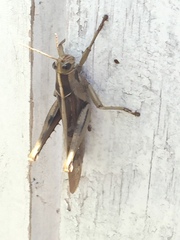 Acanthacris ruficornis