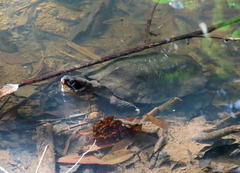 Notochelys platynota