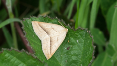 Petrophora chlorosata