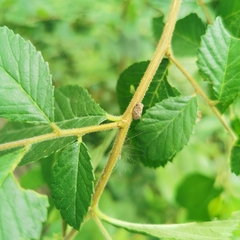 Dentatissus damnosus