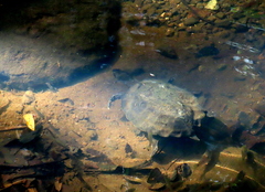 Notochelys platynota