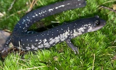 Plethodon chlorobryonis