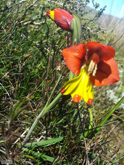 Gladiolus speciosus