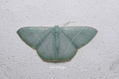 Pelagodes antiquadraria