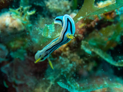 Chromodoris
