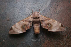 Daphnusa ocellaris