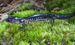 Plethodon chlorobryonis