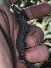 Plethodon chlorobryonis