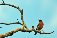 Monticola angolensis