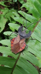 Menenotus lunatus