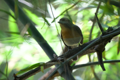 Cyornis glaucicomans