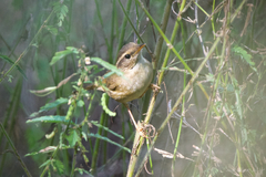 Phylloscopus schwarzi