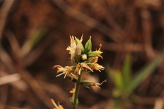 Coutoubea spicata