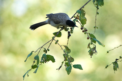 Pycnonotus aurigaster chrysorrhoides