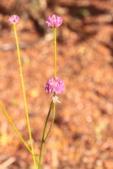 Polygala longicaulis