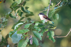 Lanius collurioides