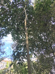 Corynocarpus laevigatus