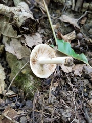 Inocybe dulciolens