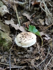 Inocybe dulciolens