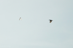 Ceryle rudis leucomelanurus