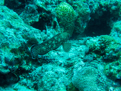 Epinephelus