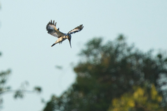 Ceryle rudis leucomelanurus