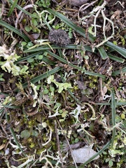 Cladonia rangiformis