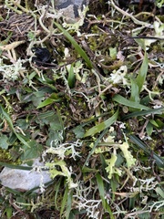 Cladonia rangiformis