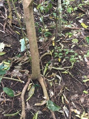 Corynocarpus laevigatus