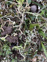 Cladonia rangiformis