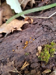 Scutellinia erinaceus