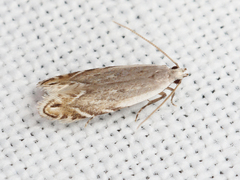 Battaristis nigratomella