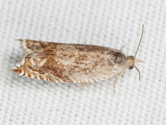 Ancylis uncella
