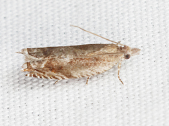Ancylis uncella