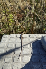 Takydromus tachydromoides