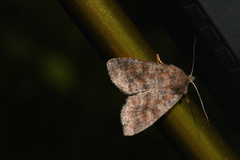 Parastichtis suspecta