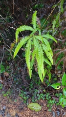 Gleichenella pectinata