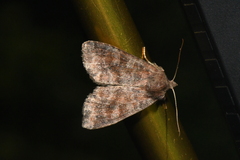 Parastichtis suspecta