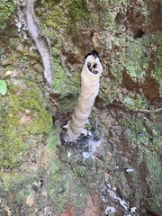 Tetragonilla