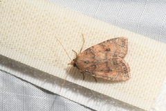Anathix puta