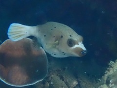 Arothron nigropunctatus